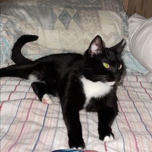 Meet your Posher, Mandolynn